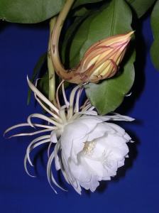 Epiphyllum_oxypetalum_flower